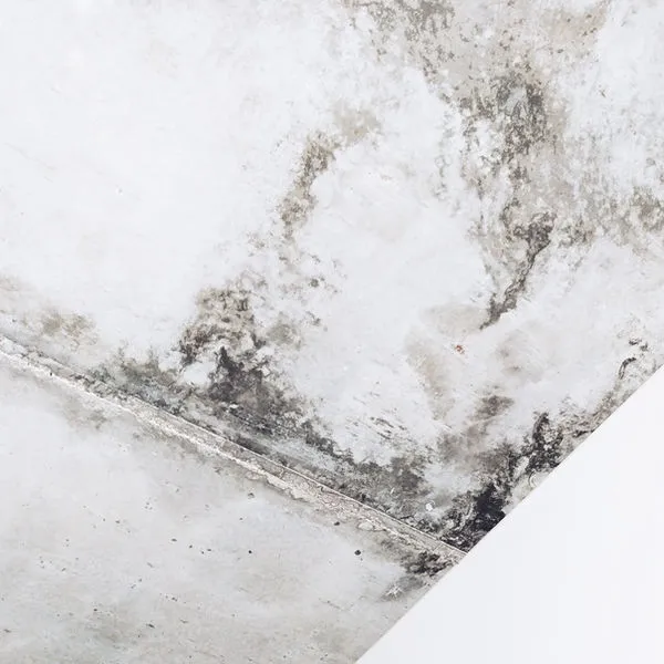 Schimmelbekämpfung Wand behandeln – Fachbetrieb Herisau